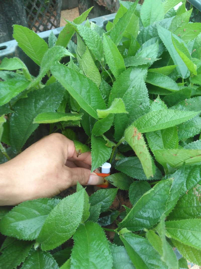 五指毛桃种苗