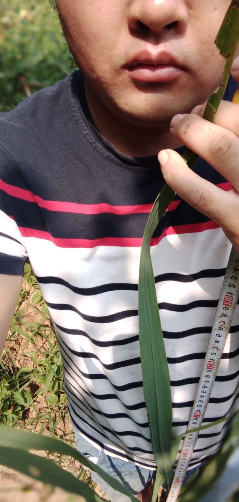 茭白苗成活率高品质有保证，包技术包成活。