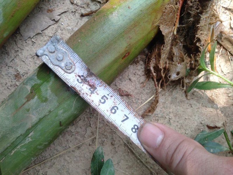茭白苗成活率高品质有保证，包技术包成活。