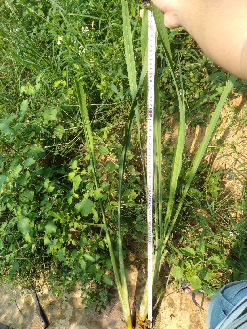 茭白苗成活率高品质有保证，包技术包成活。