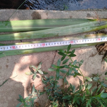 茭白苗成活率高品质有保证，包技术包成活。