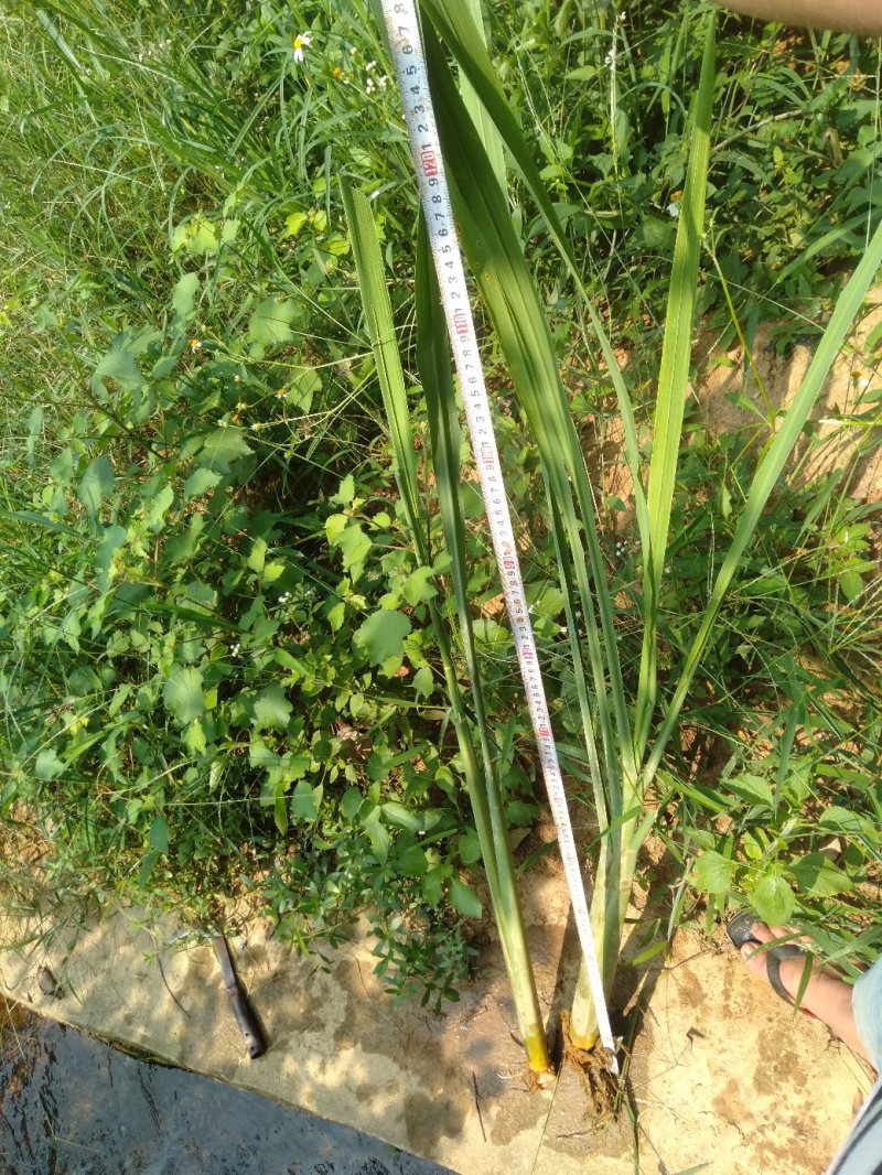 茭白苗成活率高品质有保证，包技术包成活。