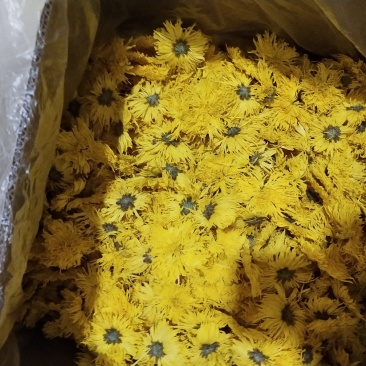 金丝皇菊
