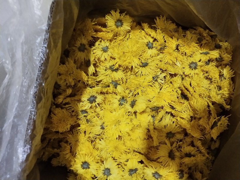 金丝皇菊