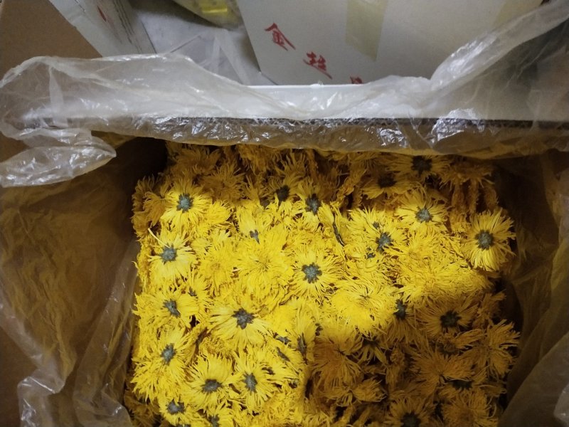 金丝皇菊