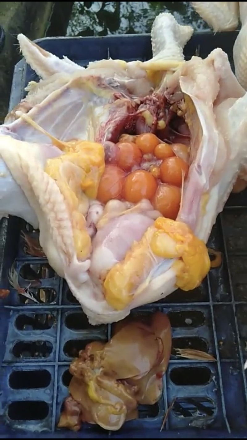 土鸡，散养，黄油，肉质鲜美，可真空发货，现杀，冷链到家