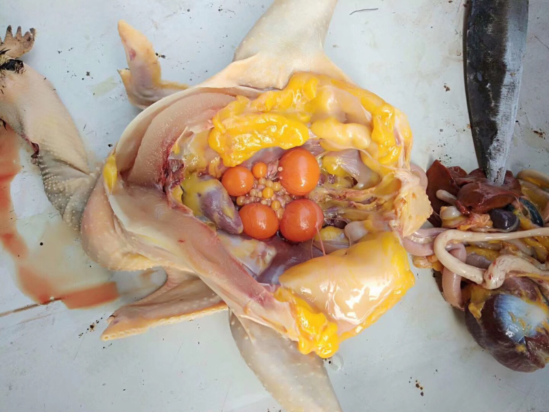 土鸡，散养，黄油，肉质鲜美，可真空发货，现杀，冷链到家