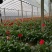 山东鲜花基地直供扶郎鲜花批发非洲菊一扎20支婚车插花蓝