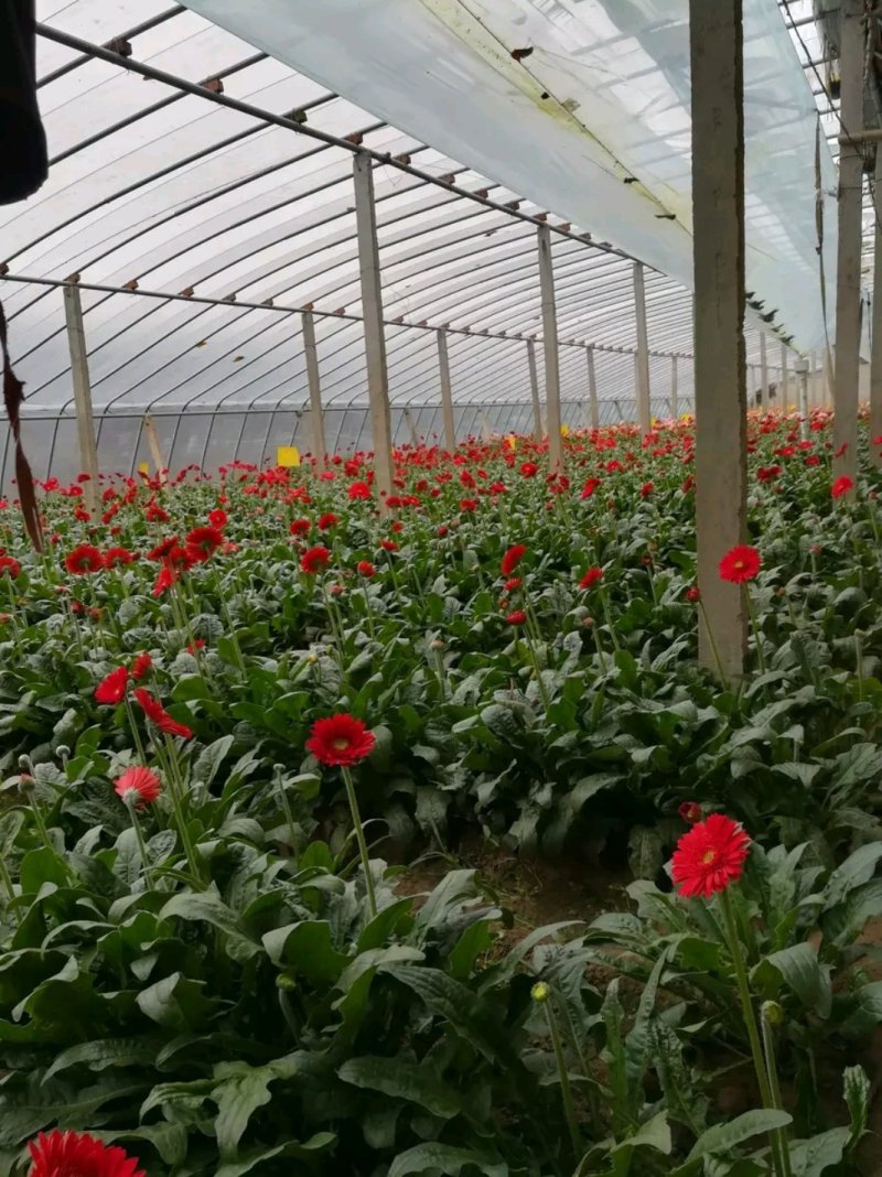 山东鲜花基地直供扶郎鲜花批发非洲菊一扎20支婚车插花蓝
