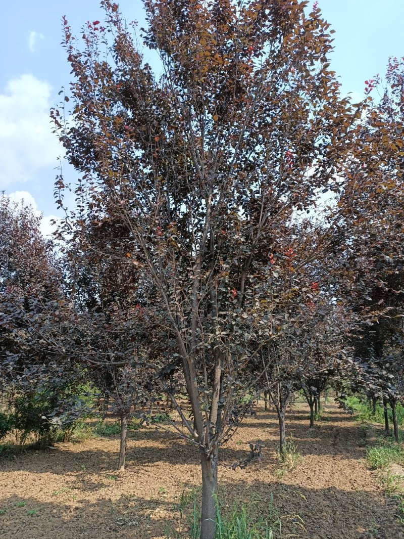 紫叶李10-16公分大量供应，苗圃直销