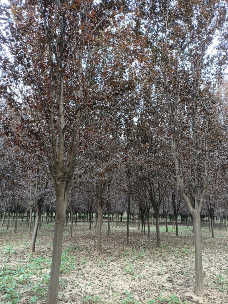 紫叶李10-16公分大量供应，苗圃直销