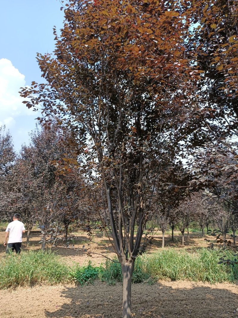 紫叶李10-16公分大量供应，苗圃直销