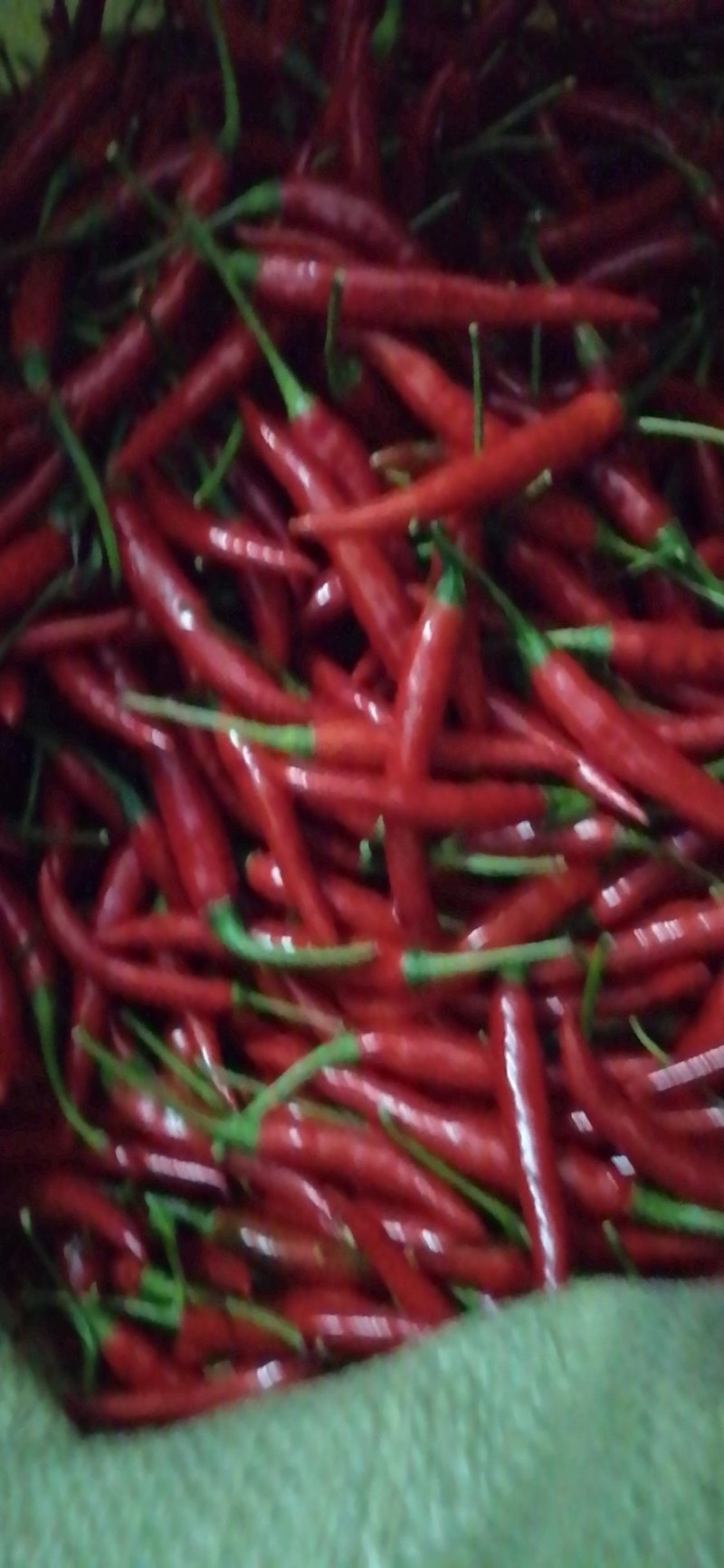 小米辣椒