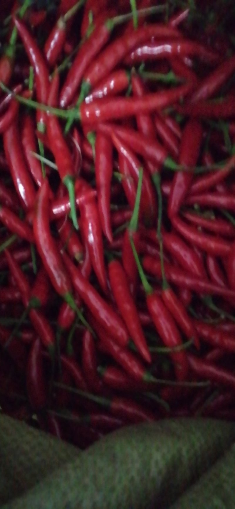 小米辣椒
