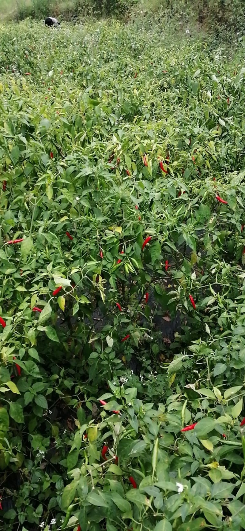 小米辣椒