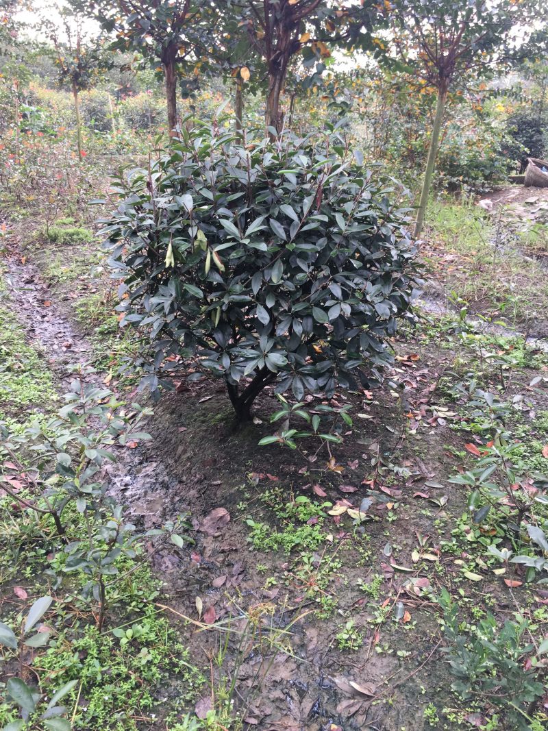 红叶石楠球