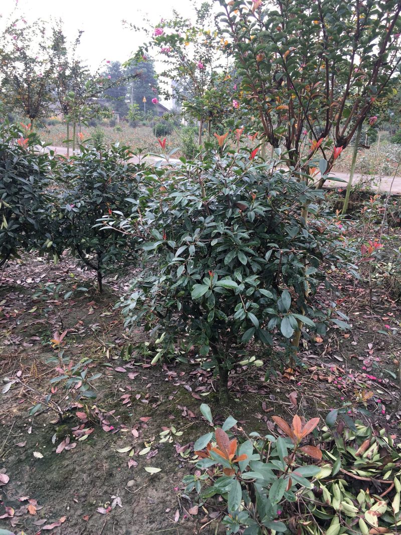 红叶石楠球