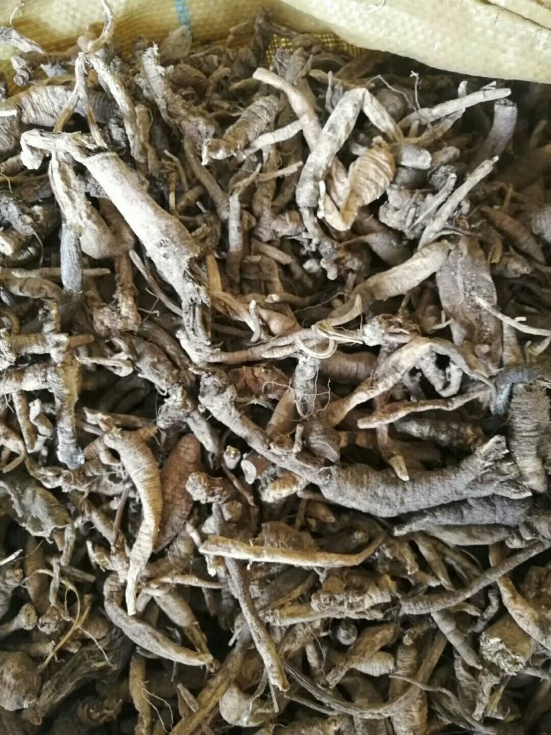 南沙参泡参