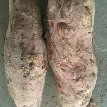 红薯25
