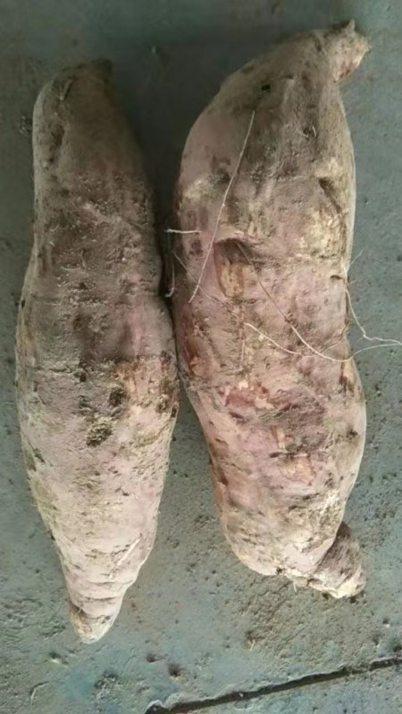 红薯25