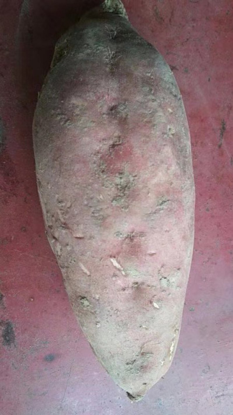 红薯25