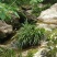 野生石菖蒲水菖蒲苗大量出销【坏苗补发】