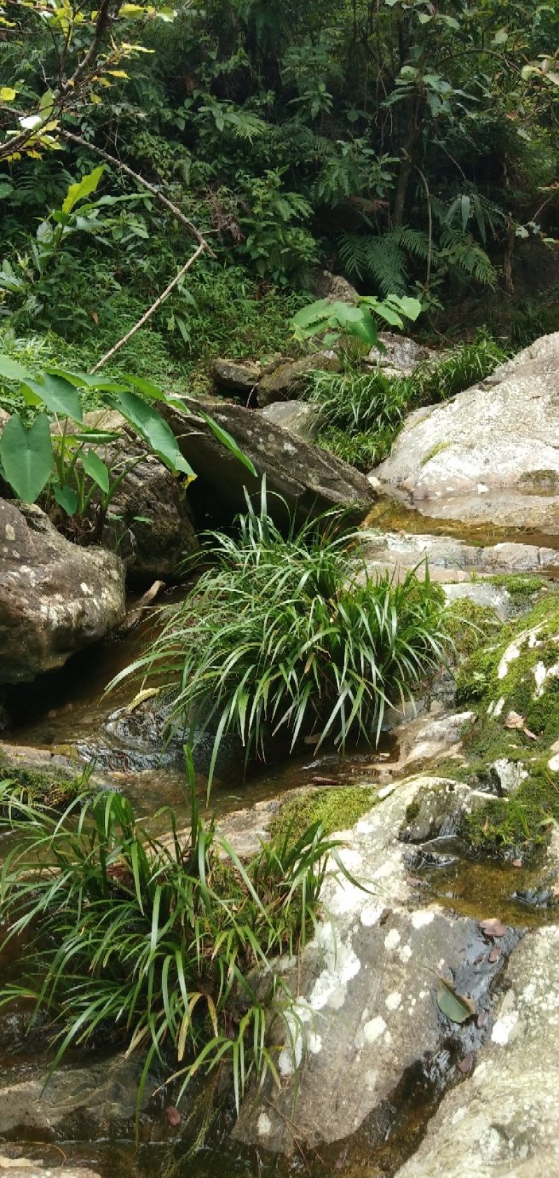 野生石菖蒲水菖蒲苗大量出销【坏苗补发】