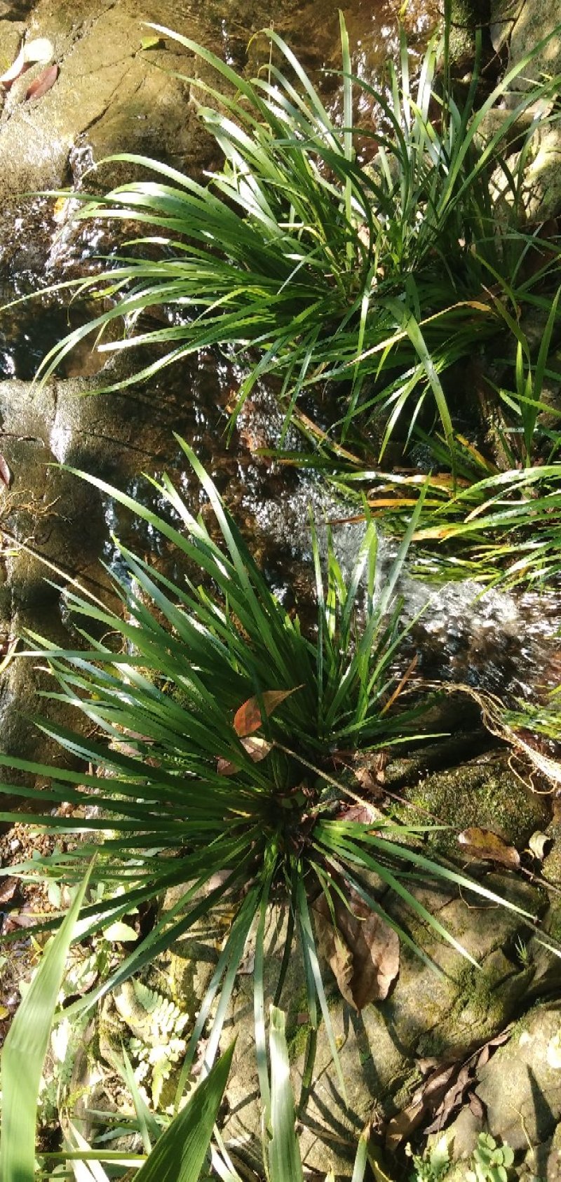 野生石菖蒲水菖蒲苗大量出销【坏苗补发】