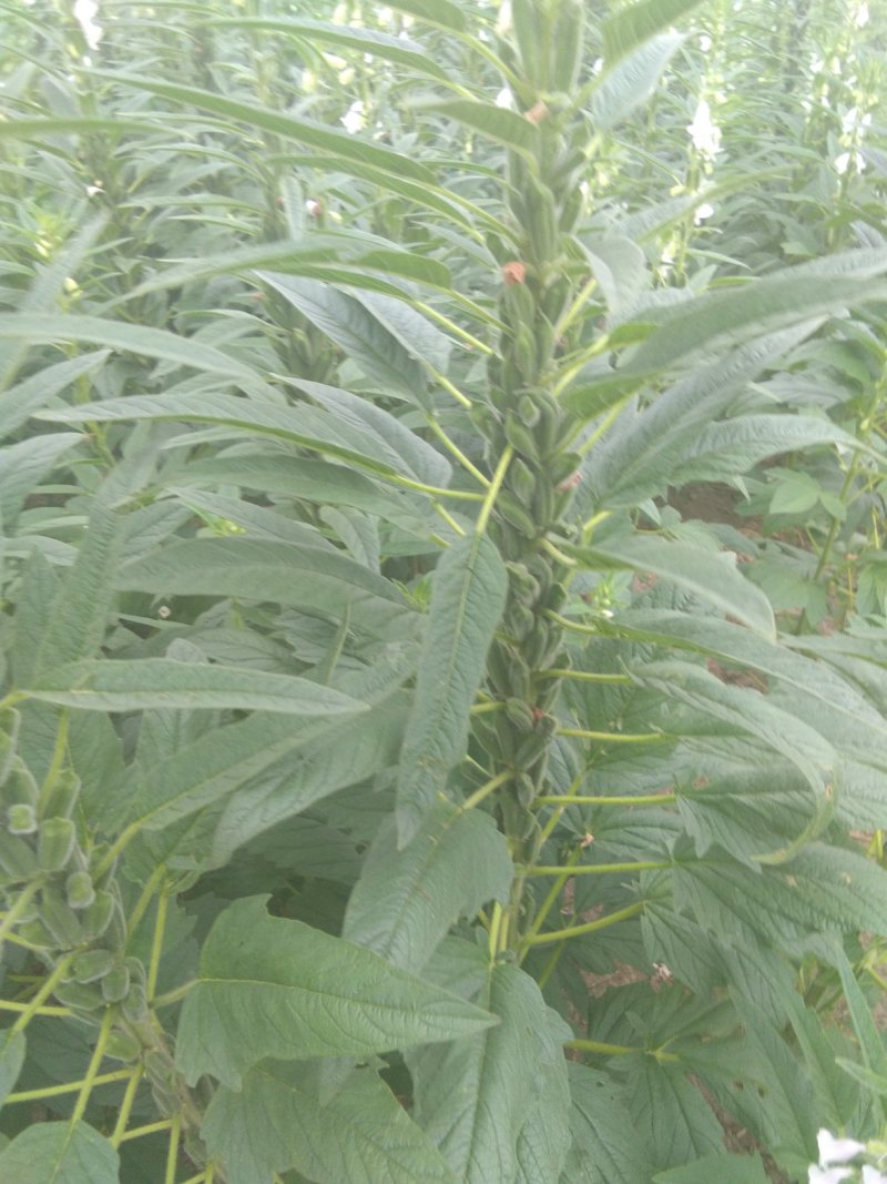 白芝麻，黑芝麻