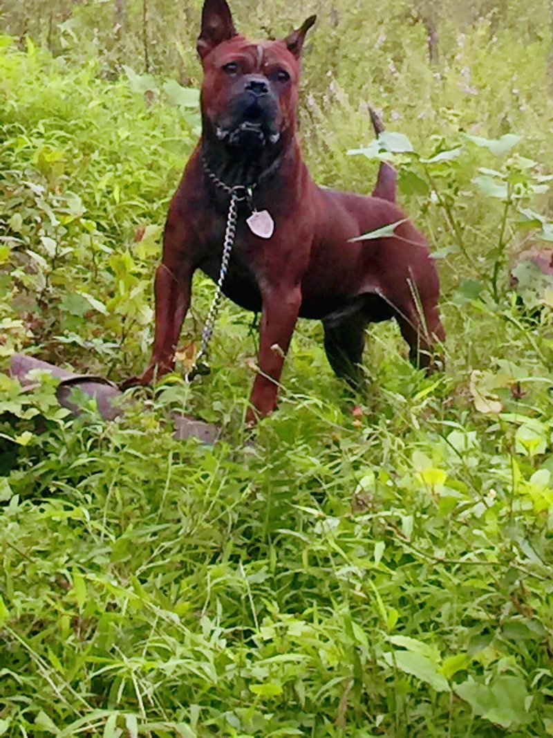四川川东猎犬黑狼，下司德牧产地直供可视频在线观看