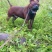 四川川东猎犬黑狼，下司德牧产地直供可视频在线观看