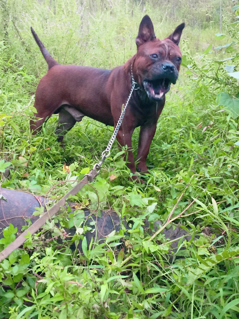 四川川东猎犬黑狼，下司德牧产地直供可视频在线观看