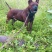 四川川东猎犬黑狼，下司德牧产地直供可视频在线观看