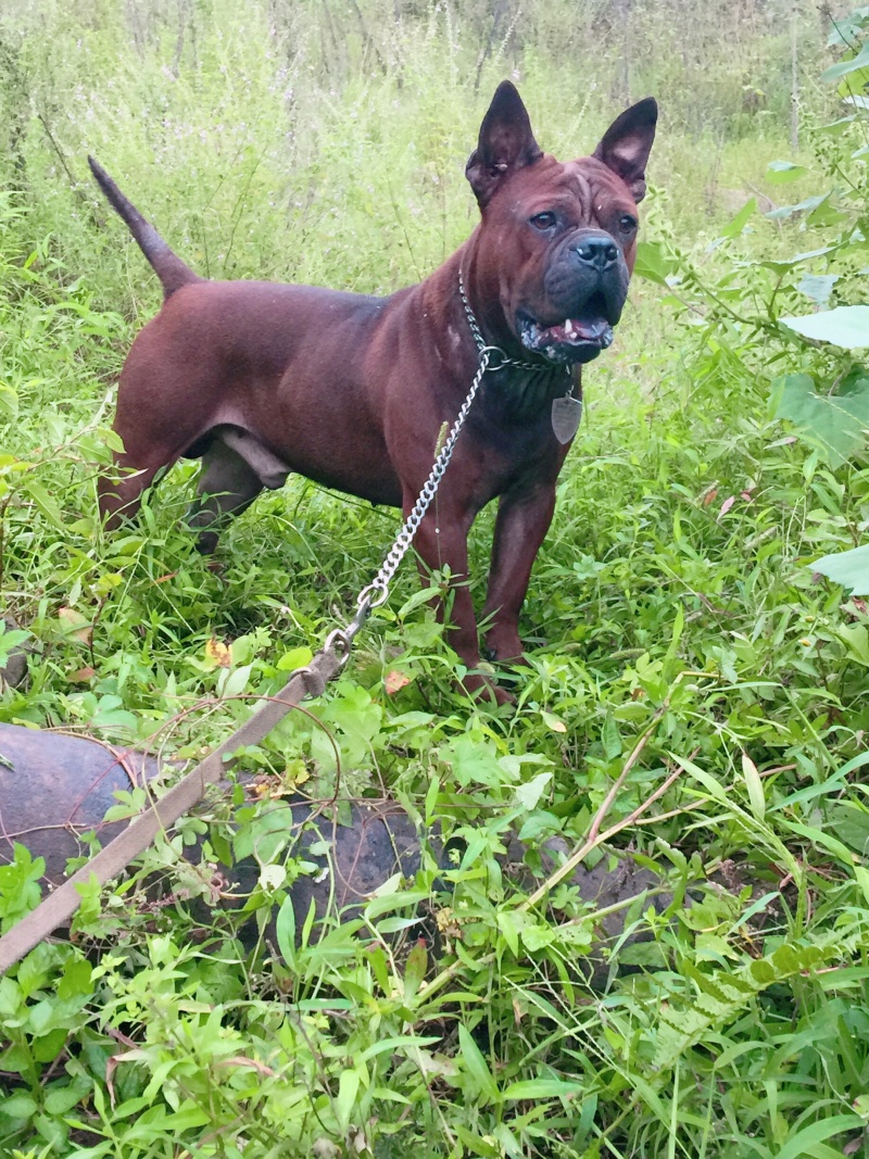 四川川东猎犬黑狼，下司德牧产地直供可视频在线观看