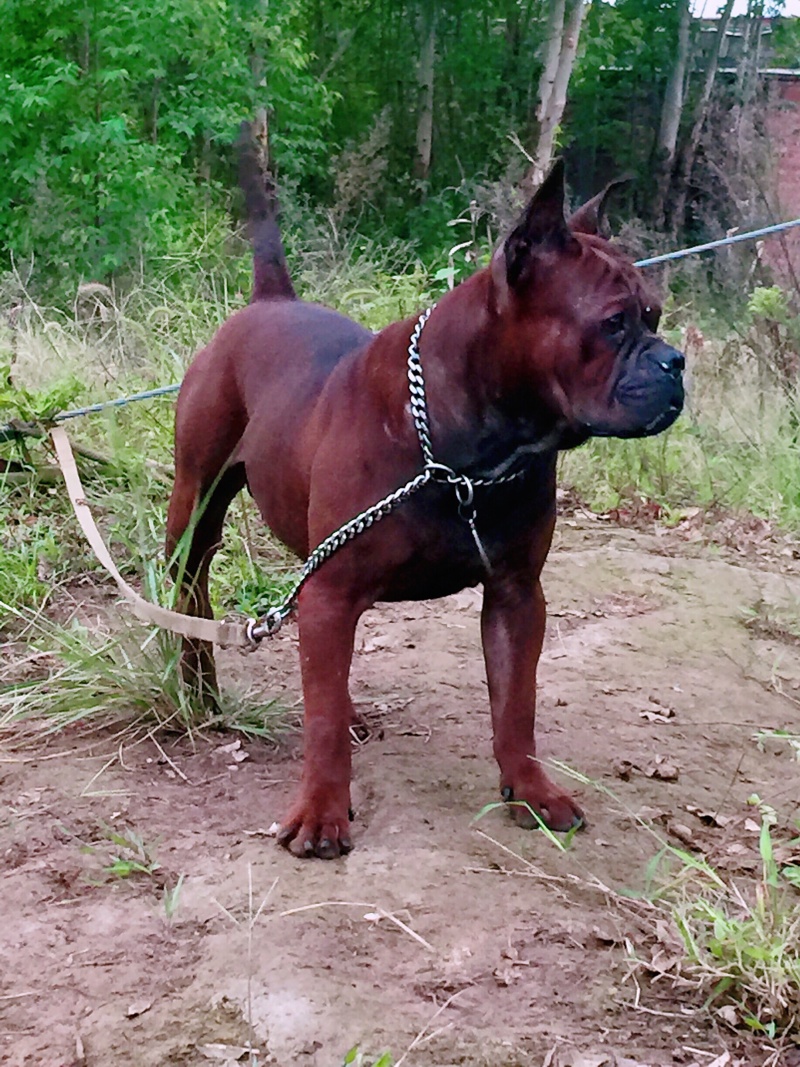 四川川东猎犬黑狼，下司德牧产地直供可视频在线观看