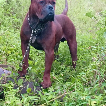 四川川东猎犬黑狼，下司德牧产地直供可视频在线观看