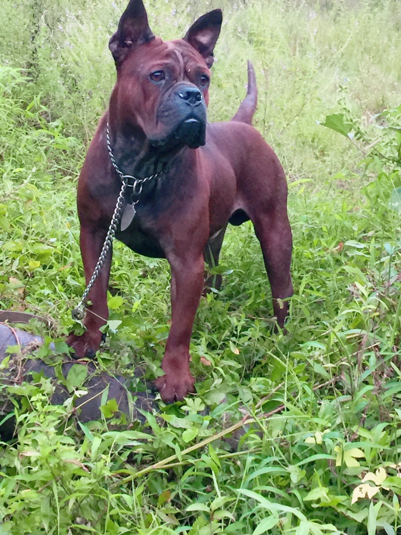 四川川东猎犬黑狼，下司德牧产地直供可视频在线观看