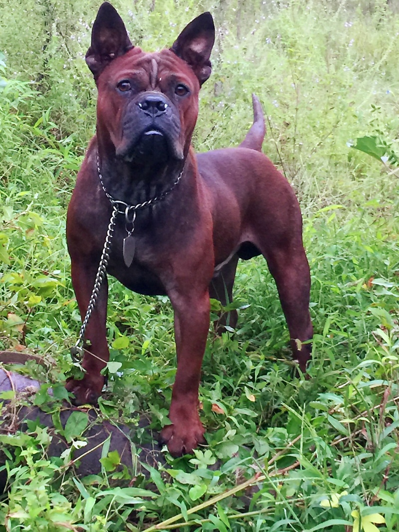 四川川东猎犬黑狼，下司德牧产地直供可视频在线观看