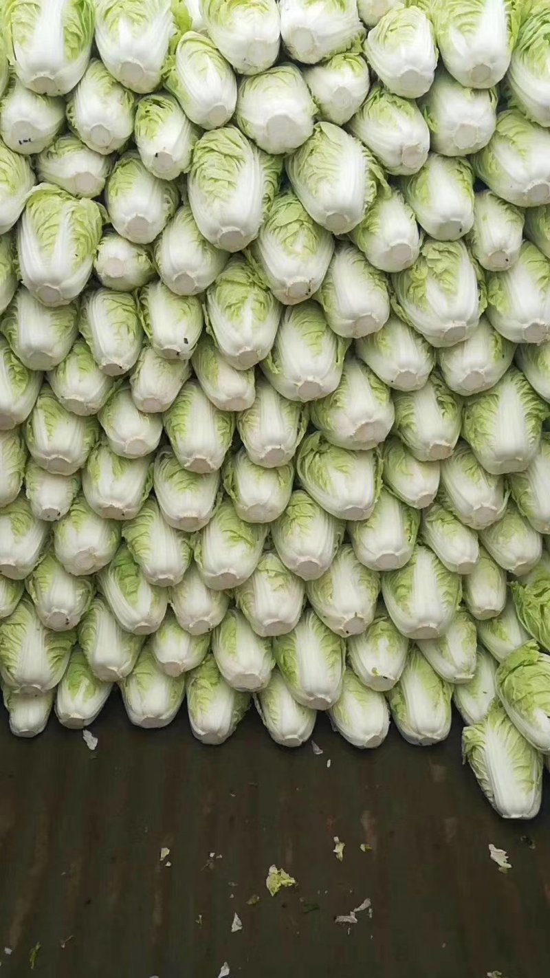 河南优质夏阳白菜净菜2~3斤发住广西贺州，福建一带，