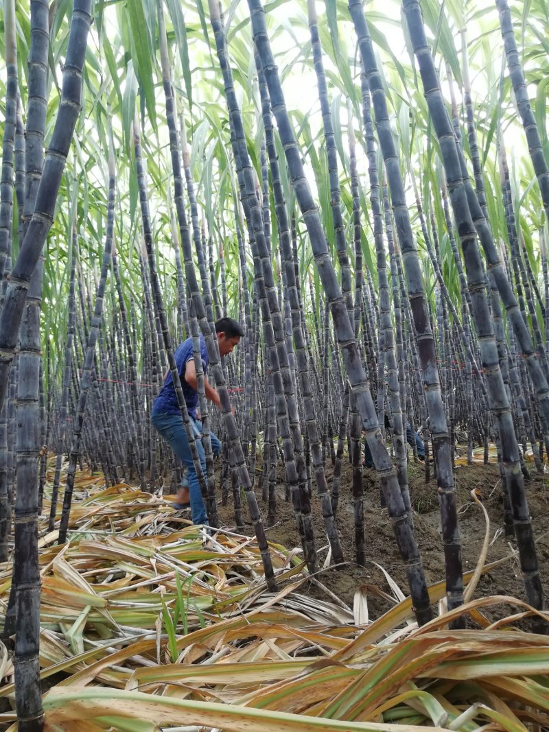 《热卖区》云南黑皮甘蔗大户产地直销信誉保证
