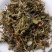 干货蒲公英，晾干，新鲜货。