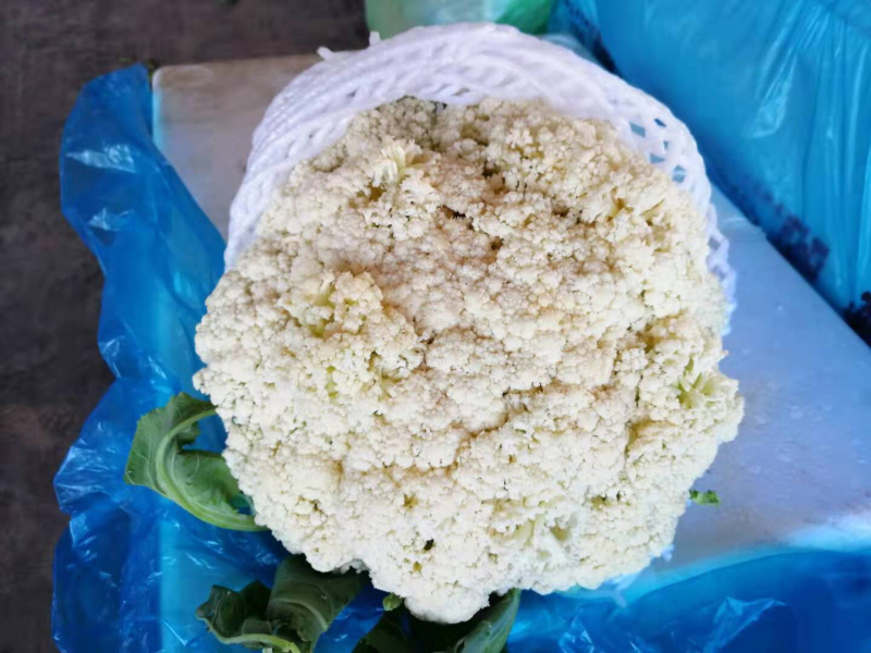各种精品菜