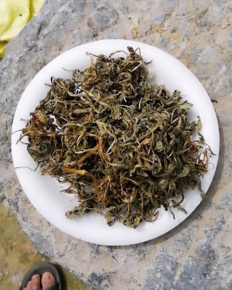 干货蒲公英，晾干，新鲜货。