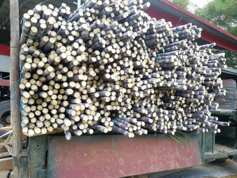 甘蔗大户，热卖区(广西甘蔗)基地直供，回程车。