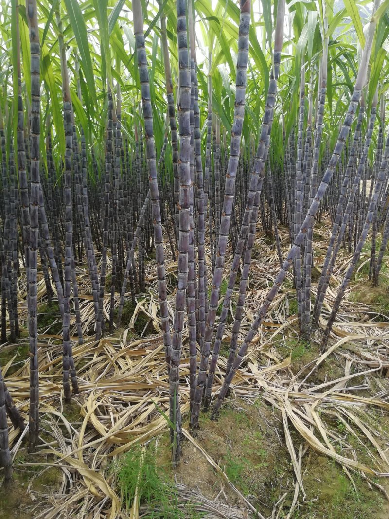 甘蔗大户，热卖区(广西甘蔗)基地直供，回程车。