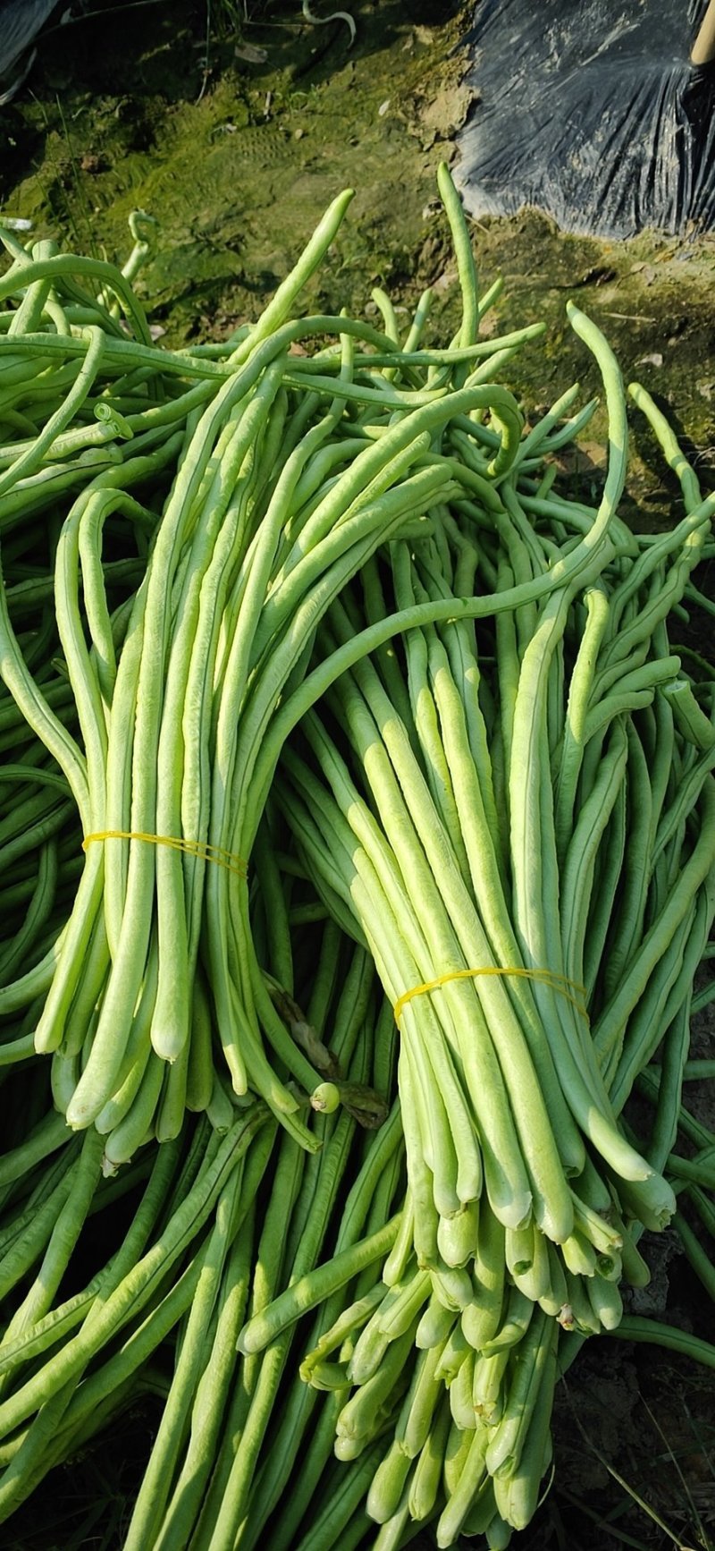 油白豆角