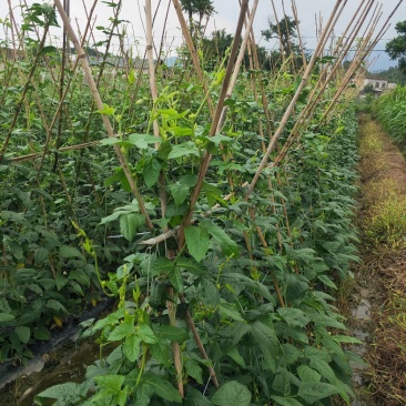油白豆角