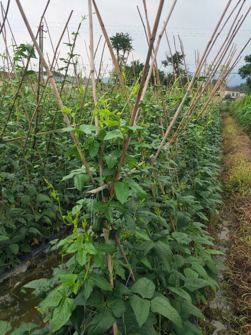 油白豆角