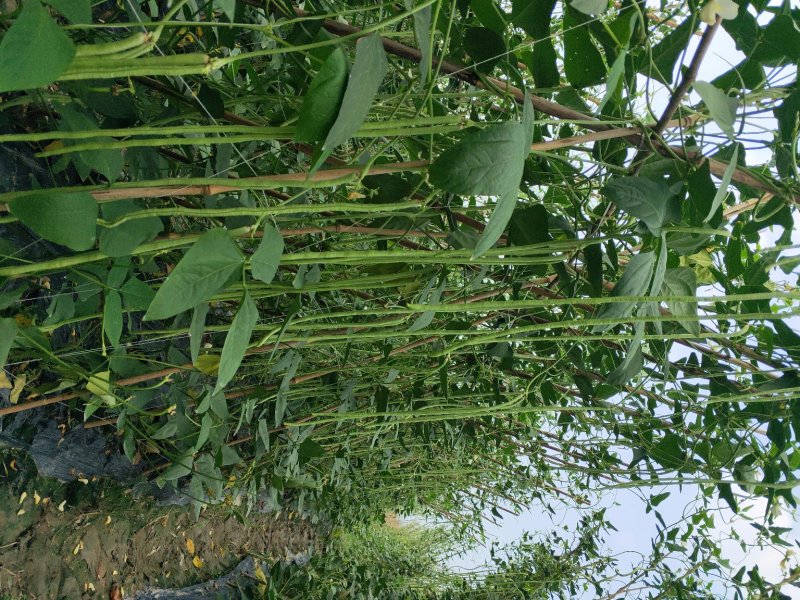 油白豆角