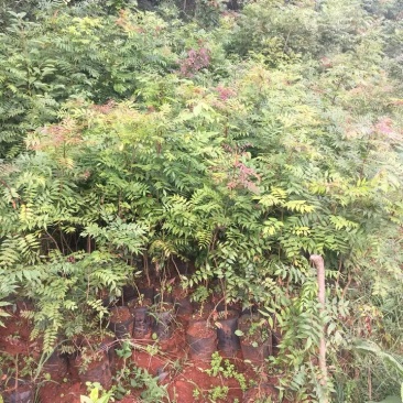 黄连木苗，黄鹂芽，木蓼，苗木，一年生苗木